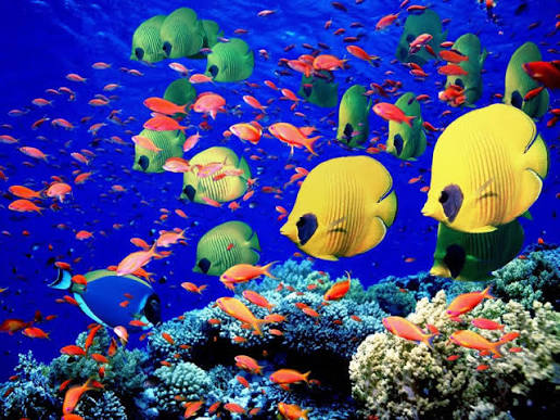 Colorful Red Sea marine life and coral reef near Hurghada